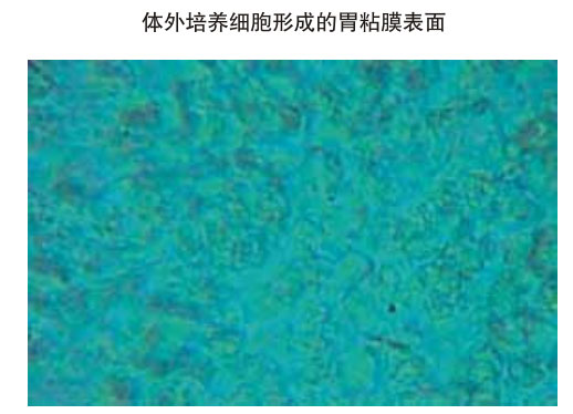 9170金沙集团_三、动物体外克隆实验重复期（1997-2002年）