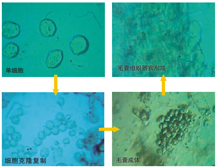 9170金沙集团_三、动物体外克隆实验重复期（1997-2002年）
