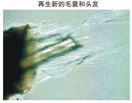 9170金沙集团_三、动物体外克隆实验重复期（1997-2002年）
