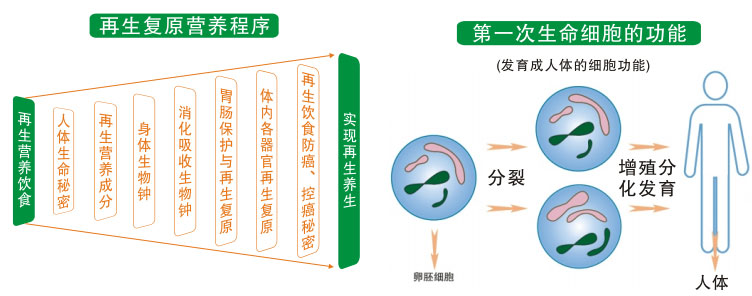 9170金沙集团_一、再生回复的生命基础