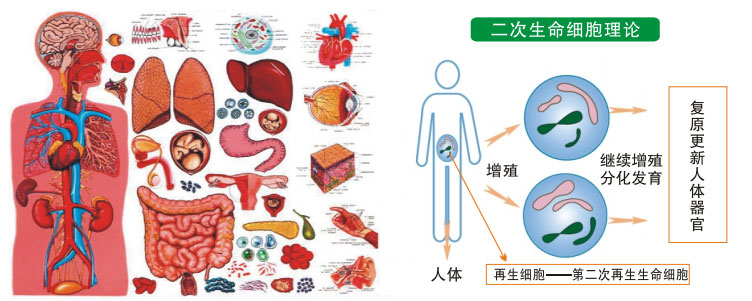 9170金沙集团_一、再生回复的生命基础
