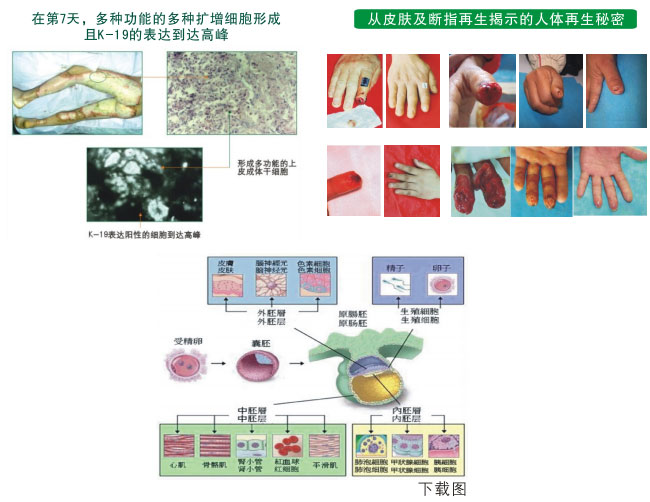 9170金沙集团_二、人体再生的基础
