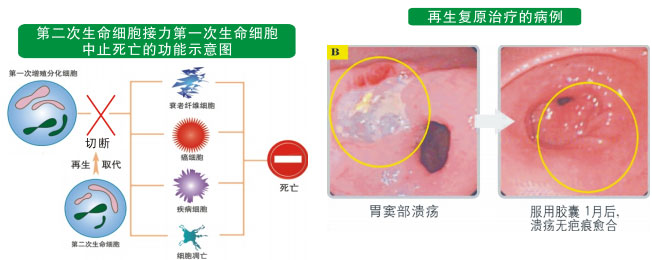 9170金沙集团_二、人体再生的基础