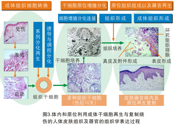 9170金沙集团_三、以多器官再生研究的效果为基础探讨再生医学与疗法的远景