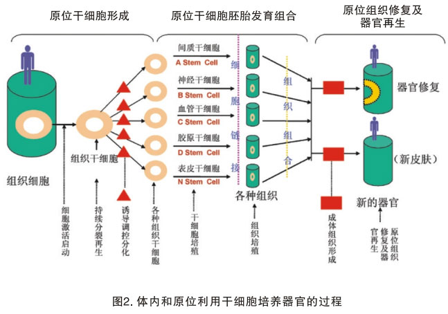 9170金沙集团_三、以多器官再生研究的效果为基础探讨再生医学与疗法的远景