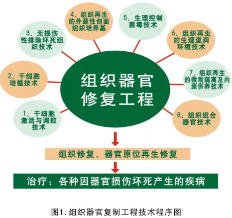 9170金沙集团_三、以多器官再生研究的效果为基础探讨再生医学与疗法的远景