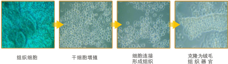 9170金沙集团_四、功效机理研究