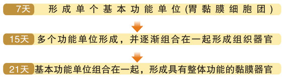 9170金沙集团_四、功效机理研究