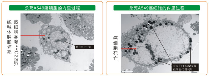 9170金沙集团_七、癌症的神秘以及癌症与再生物质的关系