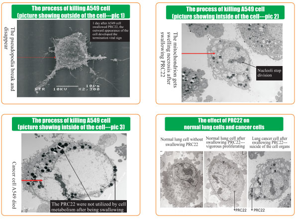 9170金沙集团_8  Research on rResearch on regenerative anti-cancer
