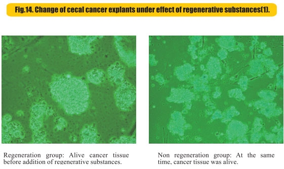 9170金沙集团_8  Research on rResearch on regenerative anti-cancer