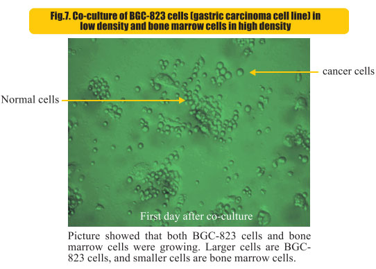 9170金沙集团_8  Research on rResearch on regenerative anti-cancer