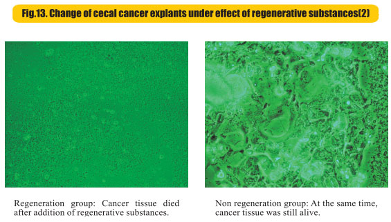 9170金沙集团_8  Research on rResearch on regenerative anti-cancer