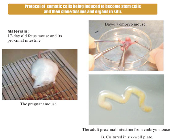 9170金沙集团_3. Period of repetition of in vitro animal cloning tests (19