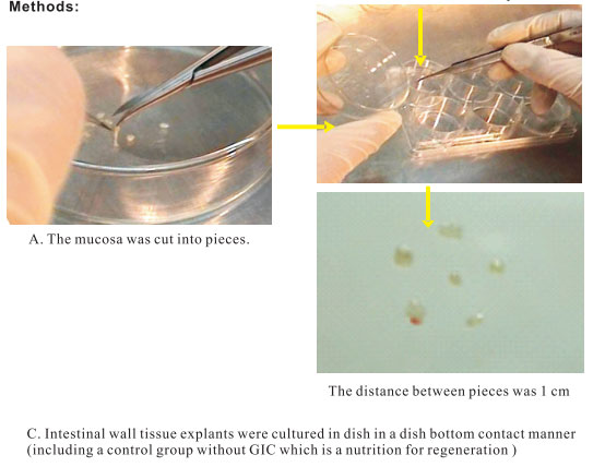 9170金沙集团_3. Period of repetition of in vitro animal cloning tests (19