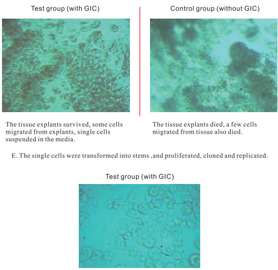 9170金沙集团_3. Period of repetition of in vitro animal cloning tests (19
