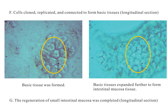 9170金沙集团_3. Period of repetition of in vitro animal cloning tests (19