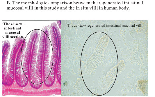 9170金沙集团_3. Period of repetition of in vitro animal cloning tests (19