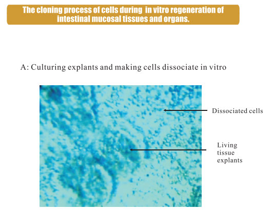 9170金沙集团_3. Period of repetition of in vitro animal cloning tests (19