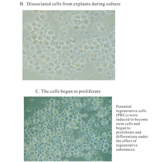 9170金沙集团_3. Period of repetition of in vitro animal cloning tests (19