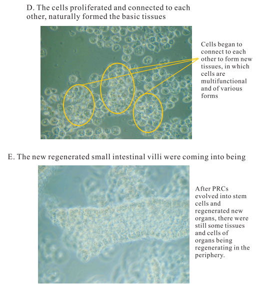9170金沙集团_3. Period of repetition of in vitro animal cloning tests (19