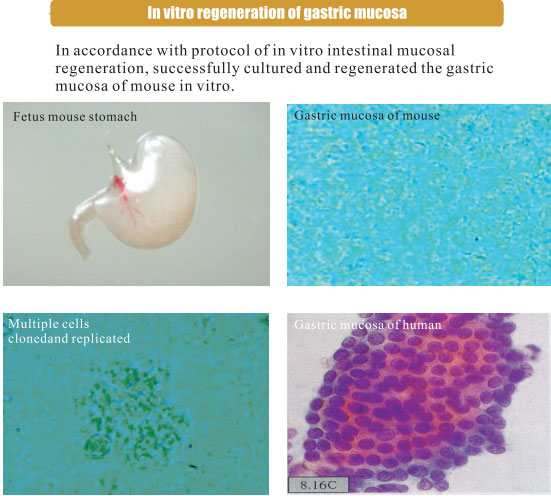 9170金沙集团_3. Period of repetition of in vitro animal cloning tests (19