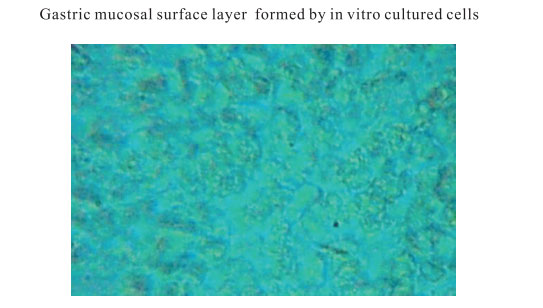 9170金沙集团_3. Period of repetition of in vitro animal cloning tests (19