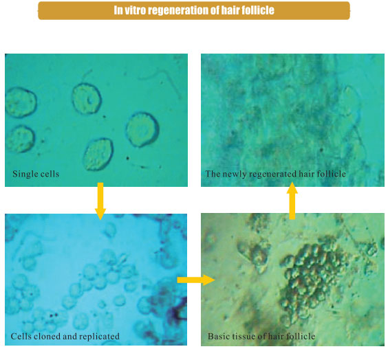 9170金沙集团_3. Period of repetition of in vitro animal cloning tests (19