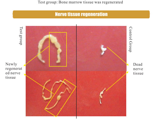 9170金沙集团_3. Period of repetition of in vitro animal cloning tests (19