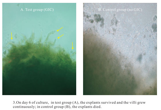 9170金沙集团_3. Period of repetition of in vitro animal cloning tests (19