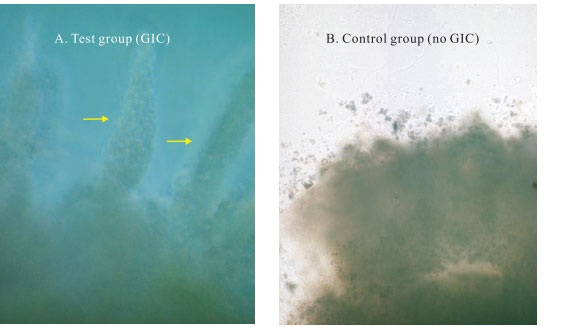 9170金沙集团_3. Period of repetition of in vitro animal cloning tests (19