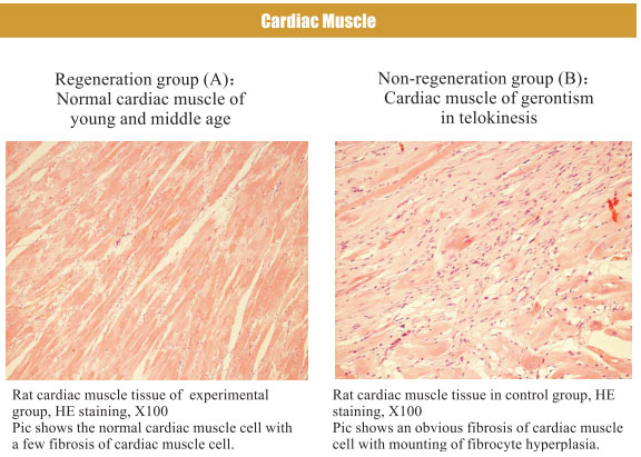 9170金沙集团_4. Period of regenerative restoration of animal tissues and