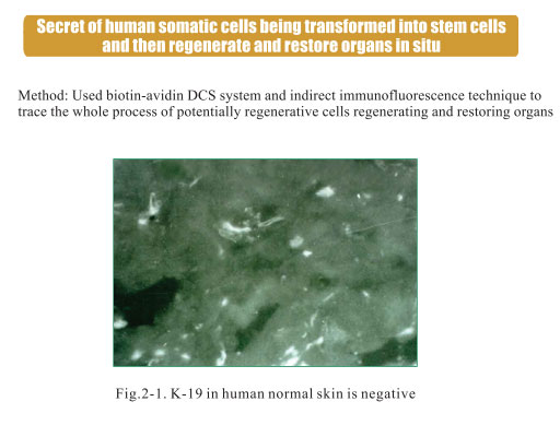 9170金沙集团_2. Period of deciphering the secret of somatic cells being i