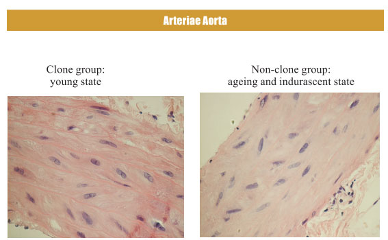 9170金沙集团_4. Period of regenerative restoration of animal tissues and
