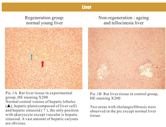 9170金沙集团_4. Period of regenerative restoration of animal tissues and