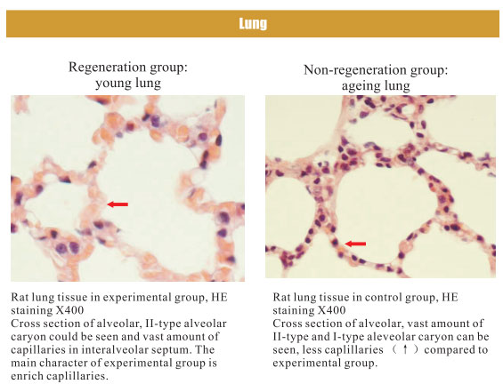 9170金沙集团_4. Period of regenerative restoration of animal tissues and