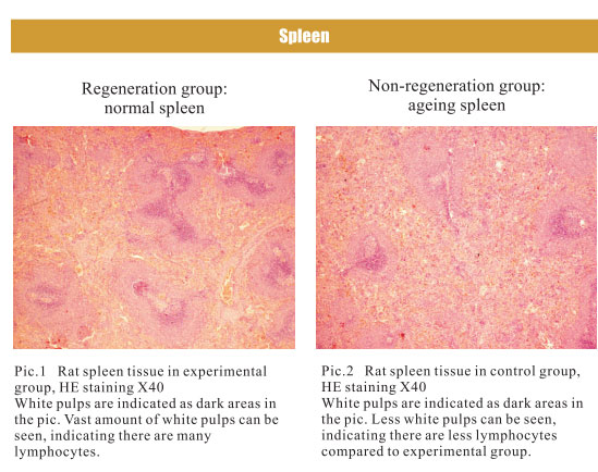 9170金沙集团_4. Period of regenerative restoration of animal tissues and