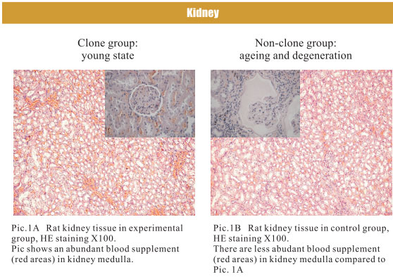 9170金沙集团_4. Period of regenerative restoration of animal tissues and