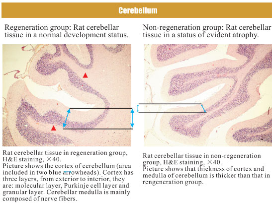 9170金沙集团_4. Period of regenerative restoration of animal tissues and
