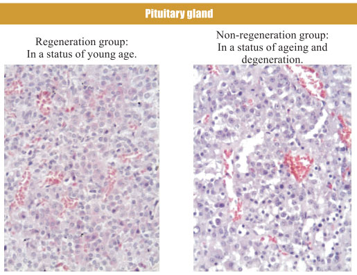 9170金沙集团_4. Period of regenerative restoration of animal tissues and