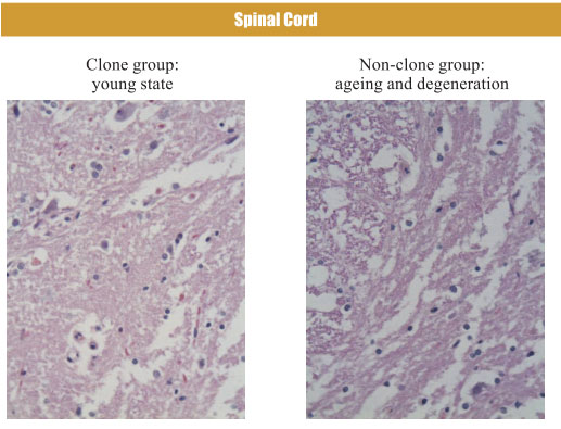 9170金沙集团_4. Period of regenerative restoration of animal tissues and