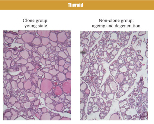 9170金沙集团_4. Period of regenerative restoration of animal tissues and