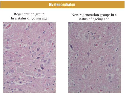 9170金沙集团_4. Period of regenerative restoration of animal tissues and