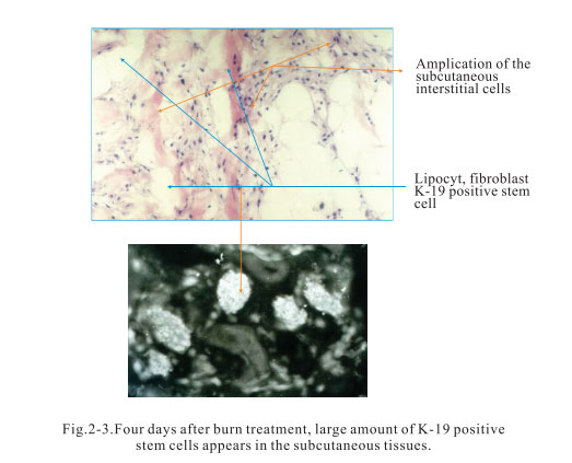 9170金沙集团_2. Period of deciphering the secret of somatic cells being i