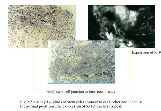 9170金沙集团_2. Period of deciphering the secret of somatic cells being i