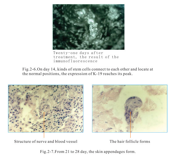 9170金沙集团_2. Period of deciphering the secret of somatic cells being i