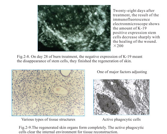 9170金沙集团_2. Period of deciphering the secret of somatic cells being i