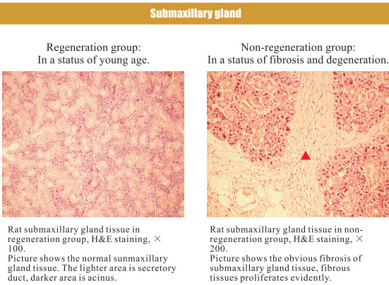 9170金沙集团_4. Period of regenerative restoration of animal tissues and