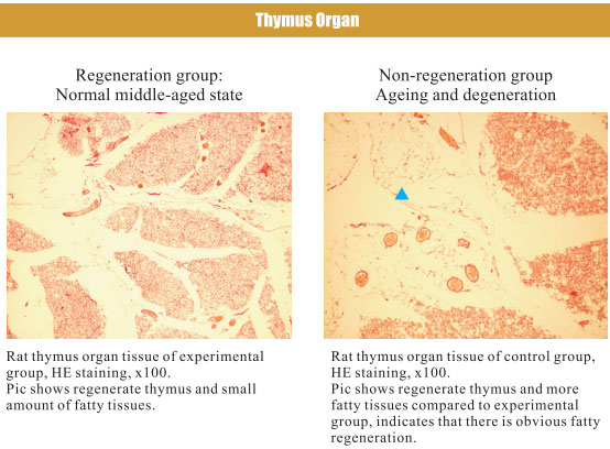 9170金沙集团_4. Period of regenerative restoration of animal tissues and
