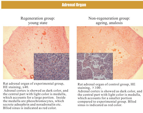 9170金沙集团_4. Period of regenerative restoration of animal tissues and